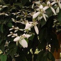 Congea tomentosa Roxb.